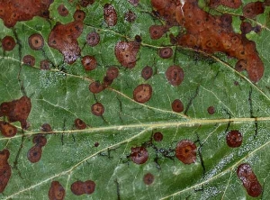 Les taches d'Entomosporiose ont une couleur brune. Elles sont plus claires au centre et présentent une teinte caractéristique brun à rouge sombre en périphérie. Notez la  présence de minuscules zones noires produisant des spores au centre de ces lésions foliaires.