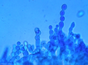 Détail de la formation en chaînes des spores de <i>Monilia laxa</i> (moniliose)(aspect microscopique)