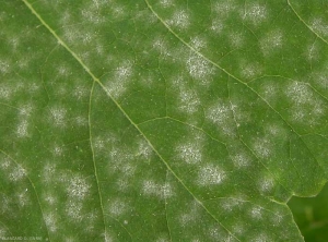 Détail de jeunes colonies d'oïdium sur feuille de concombre ; celles-ci sont constituées par le mycélium et les spores du champignon.