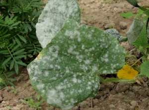 Sur cette feuille de concombre, l'oïdium est maintenant bien en place, les taches poudreuses blanches se sont développées, certaines fusionnent et couvrent des secteurs étendus du limbe.