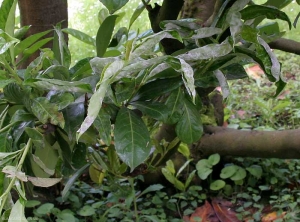 Attaque sur jeune pousse de l'oïdium du laurier. Remarquez les jeunes feuilles déformées, recouvertes d'une dense sporulation blanche.