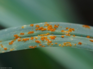 Détail des pustules ou sores de rouille sur feuille de poireau. Ces structures cryptogamiques sont mâtures et libèrent de nombreuses spores colorées.