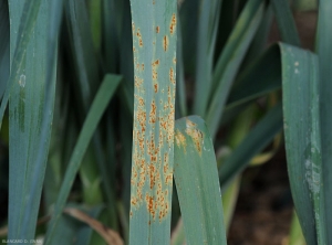 Cette feuille de poireau est recouverte de nombreuses pustules oranges de rouille, le limbe situé à proximité de celles-ci est plus ou moins chlorotique.