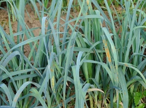 Des symptômes de rouille sont visibles sur les feuilles de plusieurs pieds de poireau.