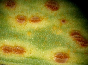 Sur cette feuille de poireau observée à la loupe binoculaire, on distingue aisément des sores matures. Notez que l'épiderme foliaire est fendu afin de permettre aux spores D'être libérées.