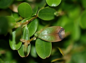 Taches foliaires de <i>Cylindrocladium buxi</i> sur buis. Notez le brunissement, puis la nécrose progressive du limbe.