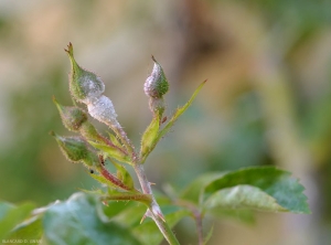 Ces boutons floraux de rosier sont partiellement couverts d'un feutrage blanchâtre, dense et poudreux, produit par l'oïdium.