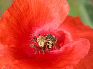 papaver-hymenoptere