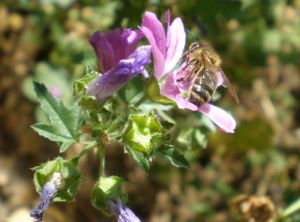 malva-sylvestris-abeille