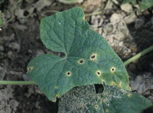 Quelques taches plus ou moins circulaires, nécrotiques, se sont formées sur le limbe de ce pied de concombre. Les tissus centraux se sont décomposés et sont tombés. <b><i>Colletotrichum orbiculare</i></b> (nuile rouge ou anthracnose) (Gerald HOLMES - Strawberry Sustainability Research and Education Center - California)