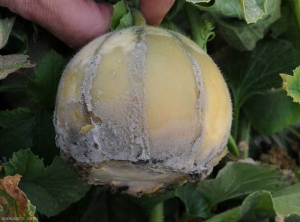 Pourriture stylaire généralisée sur fruit de melon. <i><b>Botrytis cinerea</b></i> (moisissure grise)