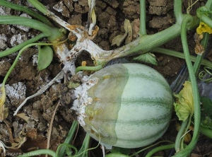 Une pourriture humide, festonnée, s'est initiée à l'extrémité stylaire de ce jeune melon qui est maintenant recouverte par le mycélium de <i>Sclerotinia sclerotiorum</i>. Notez qu'une lésion étendue ceinture la tige à proximité. (sclérotiniose)