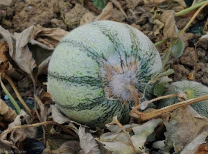 Une lésion circulaire s'étend autour du pédoncule de ce fruit de melon. Elle se couvre en son centre d'une sporulation rosâtre de  <b><i>Fusarium oxysporum</i> f. sp. <i>melonis</i></b>. (fusariose)