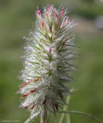 Trifolium-angustifolium6