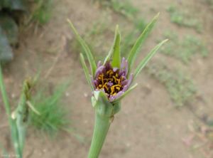 tragopogon-porrifolius4