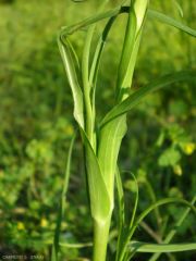 Tragopogon-porrifolius5