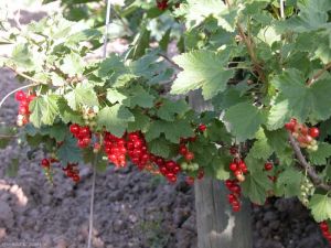 ribes-rubrum2