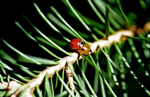 Adalia_bipunctata_repro