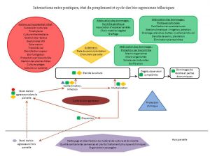 Interactions entre pratiques, état du peuplement et cycle des bio-agresseurs telluriques