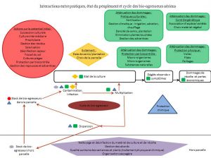 Interactions entre pratiques, état du peuplement et cycle des bio-agresseurs aériens