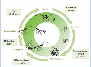 cycle_dev_Aphidius_colemani