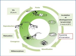 cycle_trybliographa