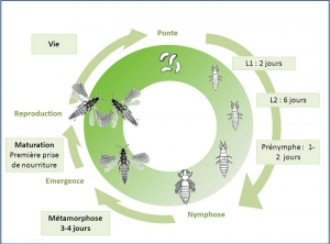 cycle_aeolothrips