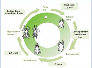 cycle_Amblyseius_californicus