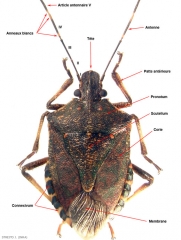 Les différentes parties du corps de la Punaise diabolique <i>(H. halys)</i>.