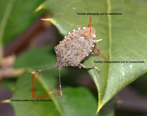 Quelques critères de reconnaissance de la Punaise diabolique <i>(H. halys)</i>. Jeff Wildonger /USDA/ ARS.