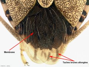 Détail de la membrane de la Punaise diabolique <i>(H. halys)</i>.