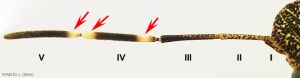 Détail de l’antenne de la Punaise diabolique <i>(H. halys)</i>.