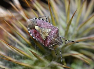 Adulte de <i>Dolycoris baccarum</i>.