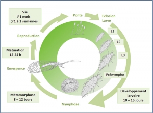 cycle_dvpt_chrysope