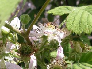 rubus-pollinisation