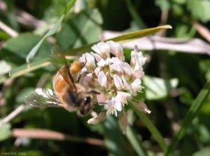 trifolium-repens-abeille