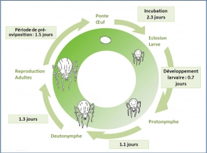 Cycle_phytoseiulus_permi