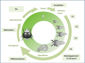 cycle-stethorus