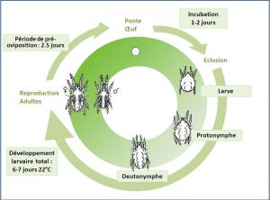 cycle_amblydromalus