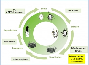 cycle_eretmocerus_mundus