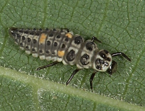 adalia-decempunctata-larve1
