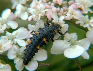 coccinella-septempunctata_larve2