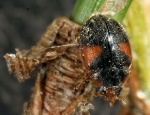 Adulte de la coccinelle <i>Scymnus interruptus</i>. Copyright Nature22.com