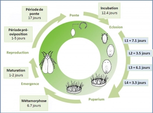 Cycle-bemicia_tabaci