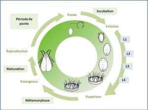 Cycle_dvpt_aleurode_chou-fraisier