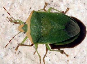 Adulte de <i>Nezara viridula</i> forme <i>torquata</I> : la partie antérieure de la tête et du pronotum sont jaunâtres. Photo de F. Cregut, issue du site Aramel.