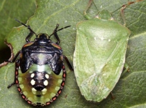 Quatrième stade larvaire (à gauche) et adulte (à droite) de <i> Nezara viridula</i>, forme verte commune. Photo J.P. Marino et M. Chevriaux.