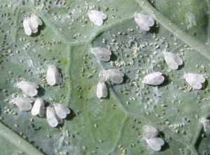 Colonie d'<i>Aleyrodes proletella</i> sur la face inférieure d'une feuille de chou. Photo d'A. Ramel issue du site Aramel.