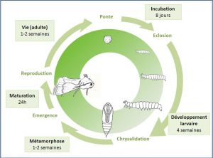 cycle-dvpt-duponchelia