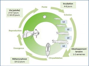 Cycle de développement de la mineuse sud-américaine de la tomate, <i>Tuta absoluta</i>. J. Poidatz (Koppert).